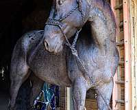 loves-people-quarter-horse