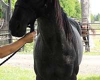 versatile-quarter-horse