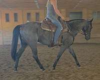 roan-quarter-horse