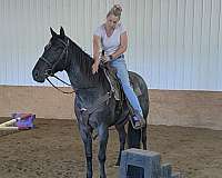 blue-roan-quarter-horse