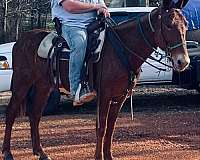 mule-gelding