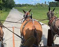 mule-for-sale