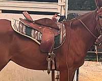 mule