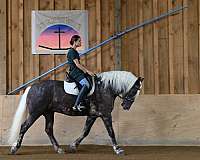 fshr-belgian-horse