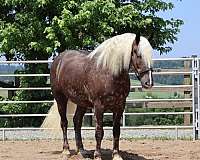 all-around-belgian-horse