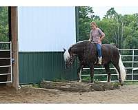 beginner-belgian-horse