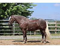 dappled-belgian-horse