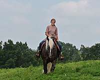 draft-belgian-horse