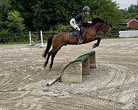 all-around-welsh-pony