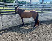 athletic-welsh-pony