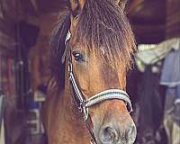 flashy-welsh-pony