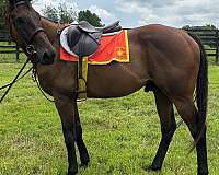 none-horse