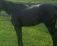 bay-none-horse