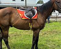 affordable-thoroughbred-horse