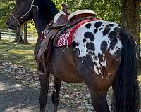 warmblood-dressage-prospect-horse