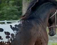 blanket-warmblood-horse