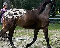 colored-warmblood-horse