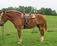 all-around-belgian-horse