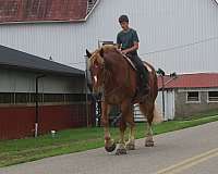 driving-belgian-horse