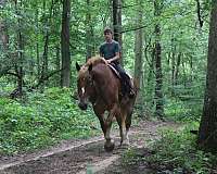 husband-safe-belgian-horse