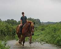 kid-safe-belgian-horse