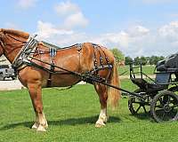 parade-belgian-horse