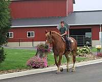 pleasure-driving-belgian-horse