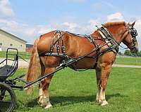 sorrel-white-snip-horse
