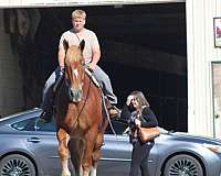 bath-belgian-horse