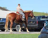 bid-belgian-horse