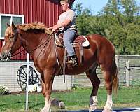 choice-belgian-horse