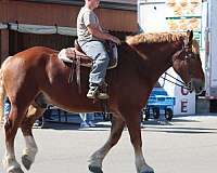 clip-belgian-horse