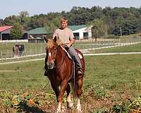 combined-driving-belgian-horse