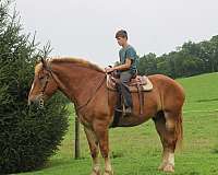 attention-belgian-horse