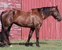 athletic-missouri-fox-trotter-horse
