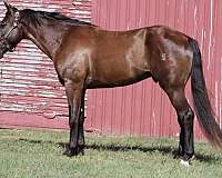 beginner-missouri-fox-trotter-horse