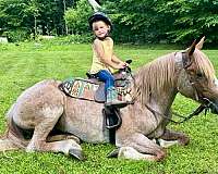 all-around-haflinger-horse