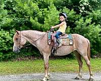 beginner-haflinger-horse
