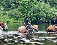 lesson-haflinger-horse