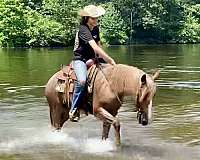 ridden-western-haflinger-horse