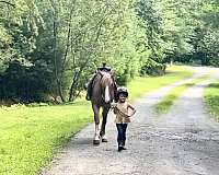 trail-haflinger-horse