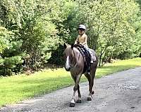 trail-riding-haflinger-horse