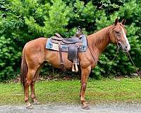 beginner-quarter-pony