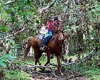 trail-quarter-pony
