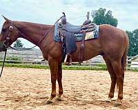 sorrel-quarter-horse-gelding