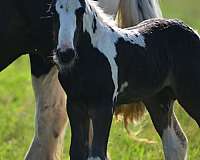 tobiona-horse