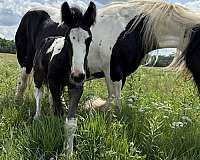homozygous-stallion-gelding