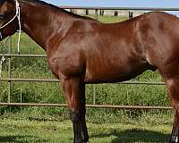 bay-pen-horse