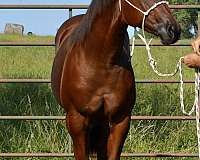 pen-stallion