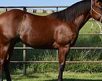 trail-quarter-horse